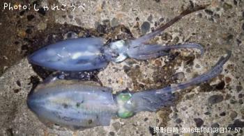 ¥¢¥ª¥ê¥¤¥«