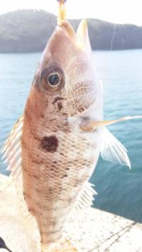 ¥à¥Ä¡¢¥Õ¥¨¥Õ¥¥À¥¤