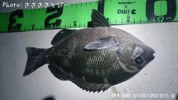 �᥸�ʡ������Х����ʥޥ�