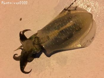 �����ꥤ��