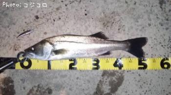 �����Х�