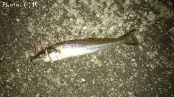 ¥¢¥¸¡¢¤á¤Ð¤ë¡¢¥¥¹