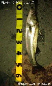 �����Х�