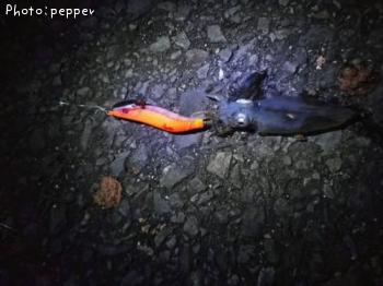 �ҥ����ʥ���ɥ�������