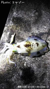 �����ꥤ��