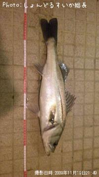 �����Х�