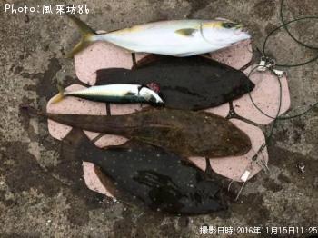 マゴチ&ヒラメ&イナダ