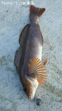 �����ʥ�