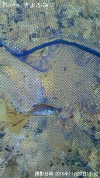 ¥Ö¥ë¡¼¥®¥ë