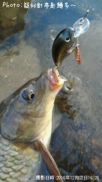 鯉!?