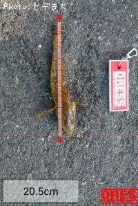 �ϥ��äݤ�����