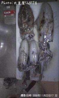 ¥¢¥ª¥ê¥¤¥«