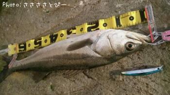 �����Х����٥���