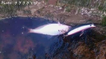 �����Х����٥���