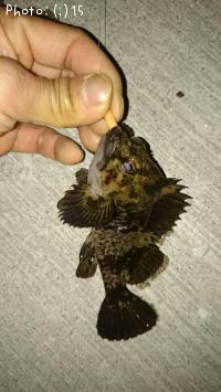 ¥«¥µ¥´¡¢¥½¥¤