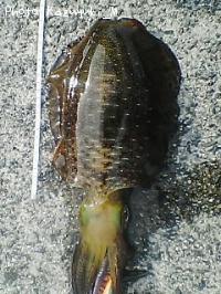 �����ꥤ��