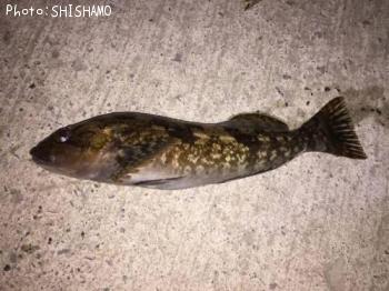 �����ʥ�