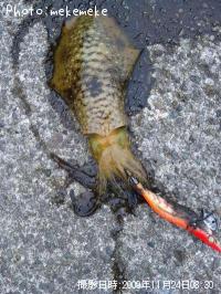 ¥¢¥ª¥ê¥¤¥«