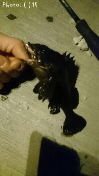 ¥½¥¤¡¢¥«¥µ¥´