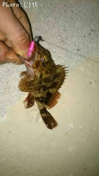 ¥½¥¤¡¢¥«¥µ¥´