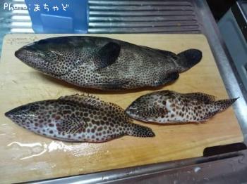 ¥¤¥·¥ß¡¼¥Ð¥¤¡Ú¥«¥ó¥â¥ó¥Ï¥¿¡Û