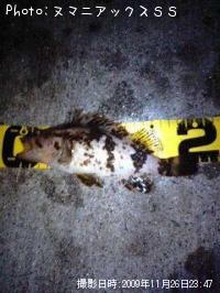 ¥Ù¥Ã¥³¥¦¥¾¥¤