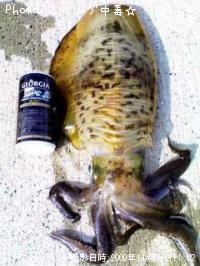 ¥¢¥ª¥ê¥¤¥«