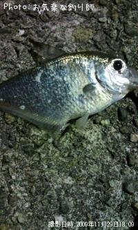 �ߥʥߥϥ����