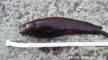 ¥¨¥¾¥¤¥½¥¢¥¤¥Ê¥á