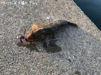 �����ʥ�