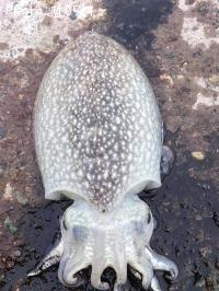 ����䥱����