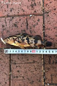 ¥¿¥±¥Î¥³¥á¥Ð¥ë