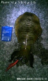 �����ꥤ��