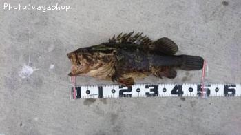 �ܥ�����