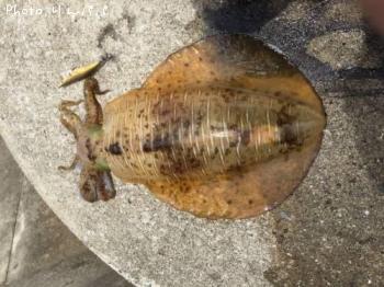 �����ꥤ��