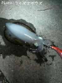 ¥¢¥ª¥ê¥¤¥«