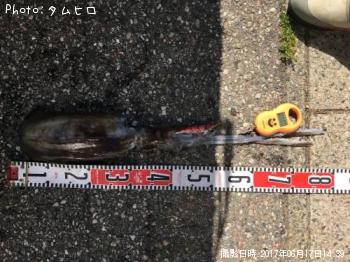 ¥¢¥ª¥ê¥¤¥«