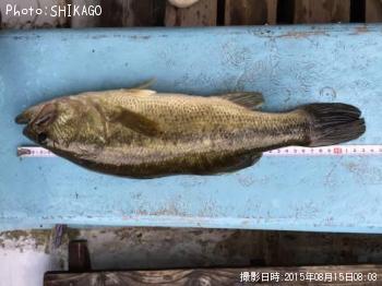 �֥�å��Х�