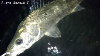 �����Х�