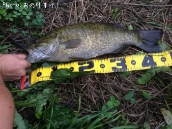 ¥¹¥â¡¼¥ë¥Þ¥¦¥¹¥Ð¥¹