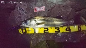 �����Х�