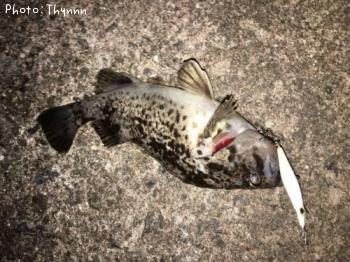 ��������