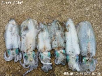 ¥¢¥ª¥ê¥¤¥«