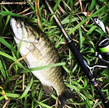 ���⡼��ޥ����Х�