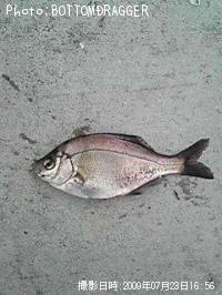 ���ߥ��ʥ�