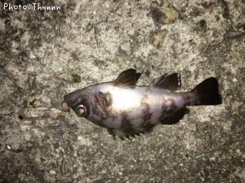 ¥á¥Ð¥ë¥Ü¥¦¥ºÆ¨¤ì