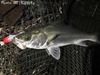 �����Х�