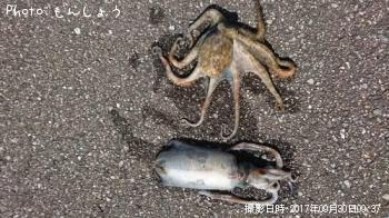 ¥¢¥ª¥ê¥¤¥«¡¡¥¤¥¤¥À¥³¡¡