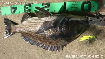 ¥¯¥í¥À¥¤¡õ¥·¡¼¥Ð¥¹