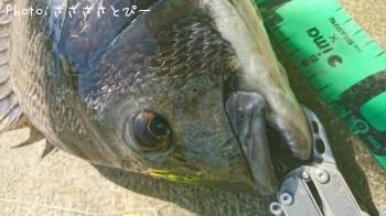 ¥¯¥í¥À¥¤¡õ¥·¡¼¥Ð¥¹